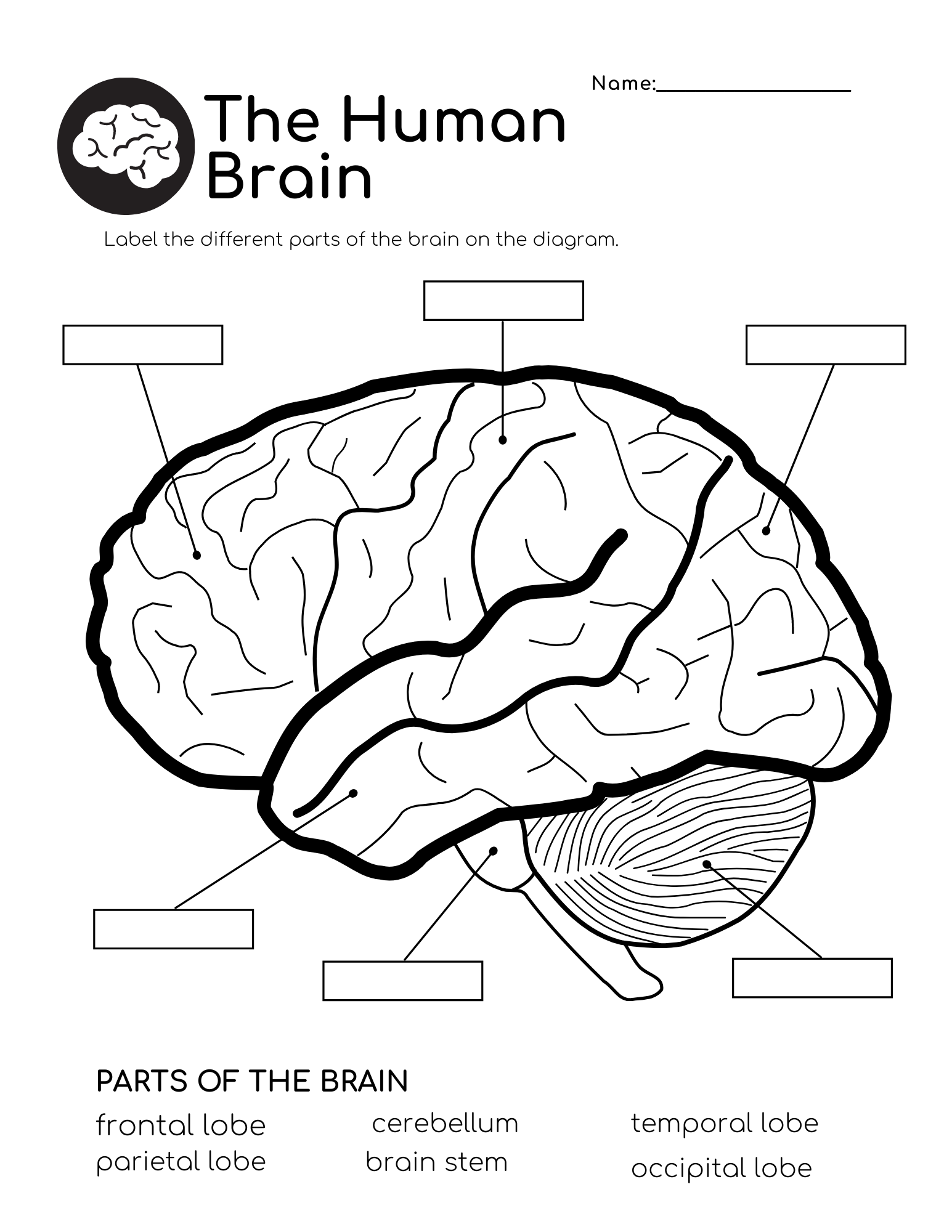 Human Brain Free Worksheet Downloads – Help My Kids Are Bored